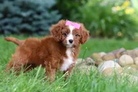 Summer, a female Cavapoo for sale in Dundee, OH – 6 of 8