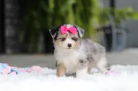 Ellie, a female Miniature Australian Shepherd and Havachon for sale in Dundee, OH – 6 of 10