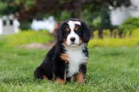 Mila, a female Bernese Mountain Dog for sale in Dundee, OH – 7 of 10