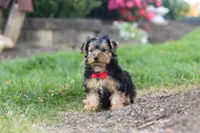 Romeo, a male Yorkipoo for sale in Dundee, OH – 3 of 5