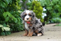 Brody, a male Miniature Bernedoodle for sale in Dundee, OH – 3 of 7