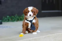 Bruno, a male Cavapoo for sale in Dundee, OH – Photo 6 of 10