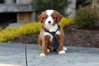 Bruno, a male Cavapoo for sale in Dundee, OH – Photo 5 of 10