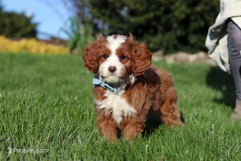 Bruno – Cavapoo puppy for sale in Dundee, OH