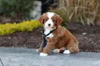 Bruno, a male Cavapoo for sale in Dundee, OH – Photo 10 of 10