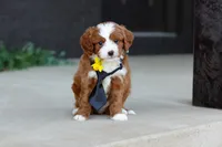 Bruno, a male Cavapoo for sale in Dundee, OH – Photo 1 of 10