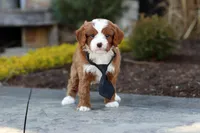 Bruno, a male Cavapoo for sale in Dundee, OH – Photo 3 of 10