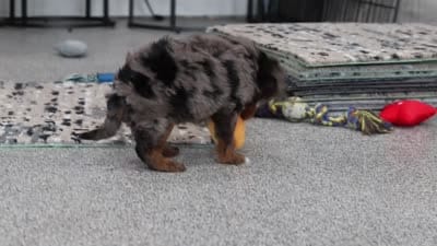 Kylie, a female Cavapoo for sale in Dundee, OH – 8 of 8