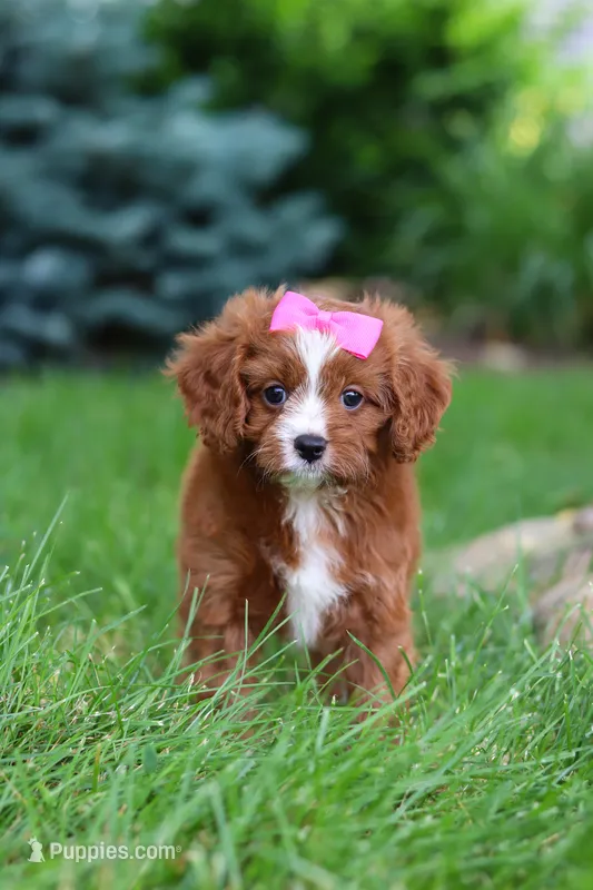 Summer – Cavapoo puppy for sale in Dundee, OH
