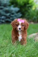 Summer, a female Cavapoo for sale in Dundee, OH – 1 of 8