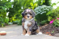 Zoey, a female Miniature Bernedoodle for sale in Dundee, OH – 5 of 6