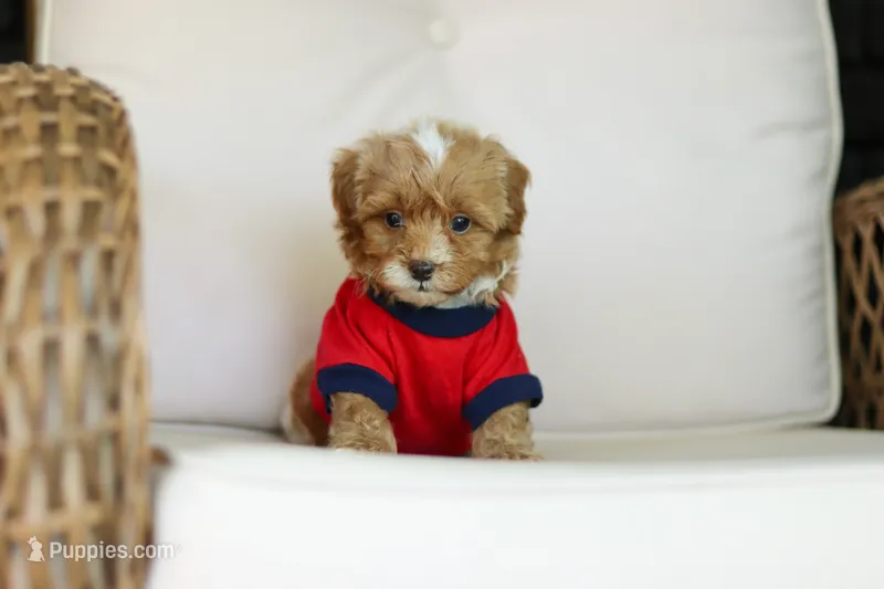 Brady – Cavapoo puppy for sale in Dundee, OH