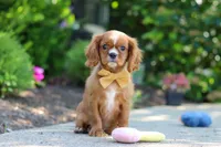 Mr. Bentley, a male Cavalier King Charles Spaniel for sale in Dundee, OH – 5 of 9