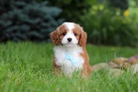 Cody, a male Cavapoo for sale in Dundee, OH – 7 of 9