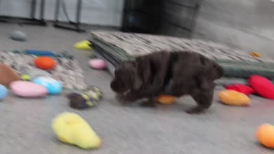 Brooklyn, a female Cavapoo for sale in Dundee, OH – 7 of 7
