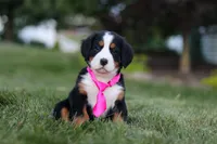 Juliette, a female Bernese Mountain Dog for sale in Dundee, OH – 1 of 10