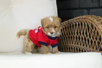 Brady, a male Cavapoo for sale in Dundee, OH – 5 of 9