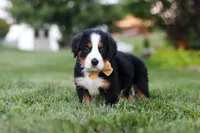 Denali, a male Bernese Mountain Dog for sale in Dundee, OH – 9 of 10