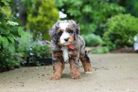 Brody, a male Miniature Bernedoodle for sale in Dundee, OH – 1 of 7