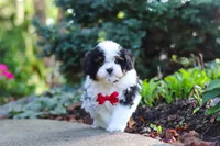 Leo, a male Cavapoo for sale in Dundee, OH – 3 of 10
