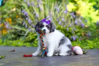 Katie, a female Cavapoo for sale in Dundee, OH – 5 of 10