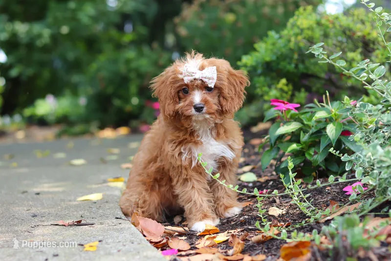 Gracie – Cavapoo puppy for sale in Dundee, OH