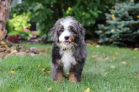 Whyatt, a male Miniature Bernedoodle for sale in Dundee, OH – 7 of 10