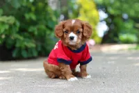 Charlie, a male Cavalier King Charles Spaniel for sale in Dundee, OH – 6 of 10