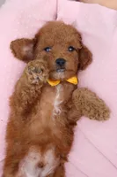 Ace, a male Cavapoo for sale in Dundee, OH – 7 of 7