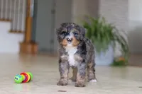 Trump, a male Miniature Bernedoodle for sale in Dundee, OH – Photo 2 of 8