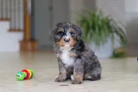Trump, a male Miniature Bernedoodle for sale in Dundee, OH – Photo 4 of 8