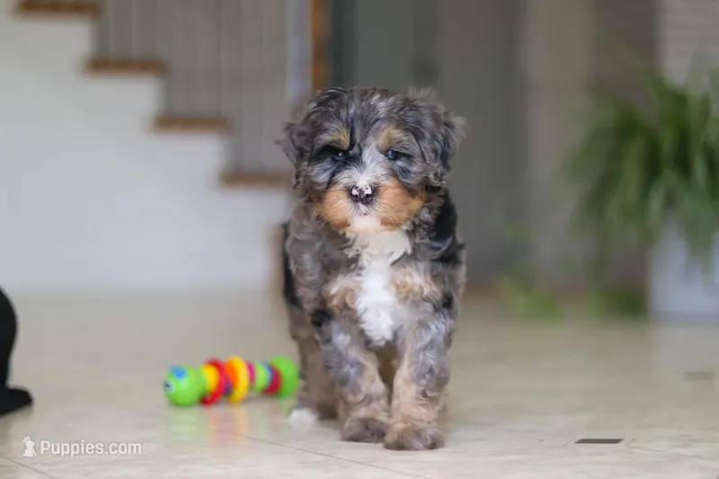 Trump – Miniature Bernedoodle puppy for sale in Dundee, OH
