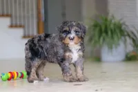 Trump, a male Miniature Bernedoodle for sale in Dundee, OH – Photo 8 of 8