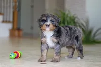 Trump, a male Miniature Bernedoodle for sale in Dundee, OH – Photo 6 of 8