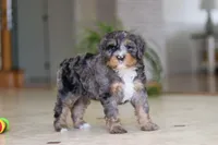 Trump, a male Miniature Bernedoodle for sale in Dundee, OH – Photo 7 of 8