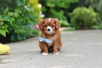 Charlie, a male Cavalier King Charles Spaniel for sale in Dundee, OH – 10 of 10