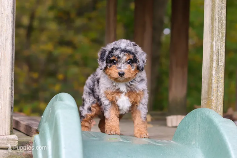 Billie – Miniature Bernedoodle puppy for sale in Dundee, OH