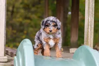 Billie, a female Miniature Bernedoodle for sale in Dundee, OH – 1 of 10