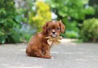 George, a male Cavalier King Charles Spaniel for sale in Dundee, OH – 5 of 10