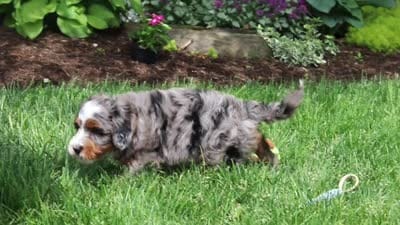 Brody, a male Miniature Bernedoodle for sale in Dundee, OH – 7 of 7