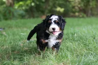Charlie, a male Miniature Bernedoodle for sale in Dundee, OH – 5 of 8