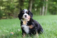 Charlie, a male Miniature Bernedoodle for sale in Dundee, OH – 2 of 8