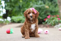 Autumn, a female Cavapoo for sale in Dundee, OH – 2 of 10