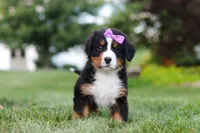 Aurora, a female Bernese Mountain Dog for sale in Dundee, OH – 2 of 10