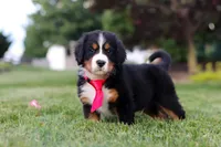 Prince, a male Bernese Mountain Dog for sale in Dundee, OH – 6 of 8