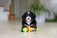 Tulsi, a female Miniature Bernedoodle for sale in Dundee, OH – Photo 2 of 8