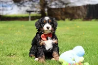 Tulsi, a female Miniature Bernedoodle for sale in Dundee, OH – Photo 5 of 8