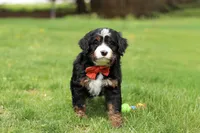 Tulsi, a female Miniature Bernedoodle for sale in Dundee, OH – Photo 7 of 8
