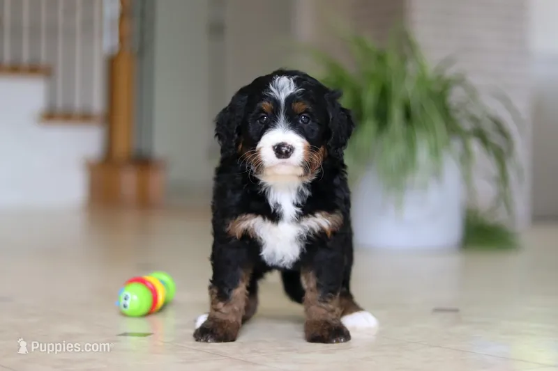 Tulsi – Miniature Bernedoodle puppy for sale in Dundee, OH