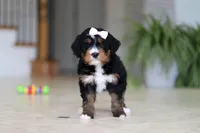 Mia, a female Miniature Bernedoodle for sale in Dundee, OH – Photo 9 of 9